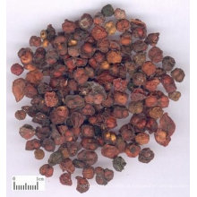 frutos secos de Schisandra Chinensis